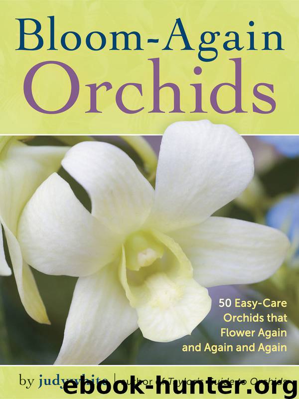 Bloom-Again Orchids by judywhite