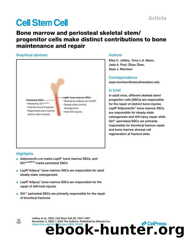 Bone marrow and periosteal skeletal stemprogenitor cells make distinct contributions to bone maintenance and repair by Elise C. Jeffery & Terry L.A. Mann & Jade A. Pool & Zhiyu Zhao & Sean J. Morrison