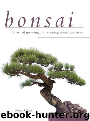 Bonsai by Peter Chan