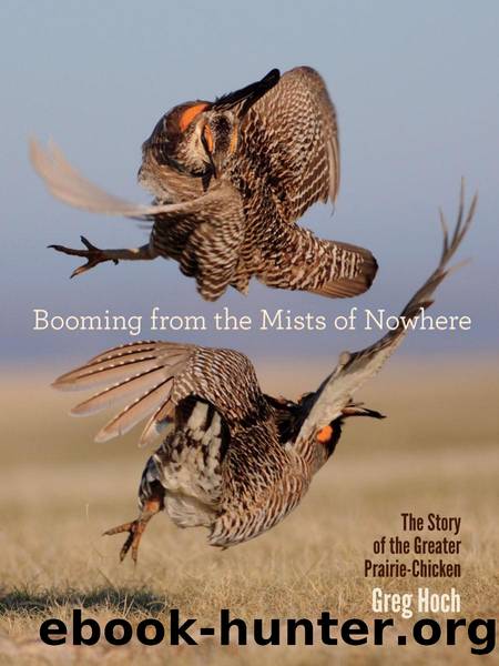 Booming from the Mists of Nowhere : The Story of the Greater Prairie-Chicken by Greg Hoch