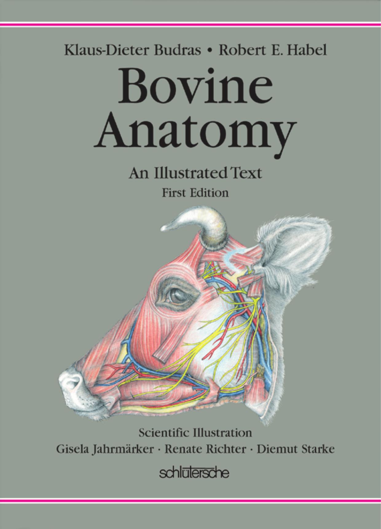 Bovine anatomy : an illustrated text by Klaus-Dieter Budras; et al