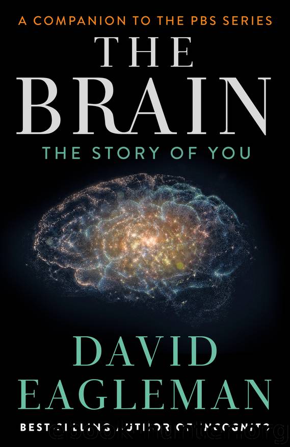 Brain : The Story of You (9781101870549) by David Eagleman
