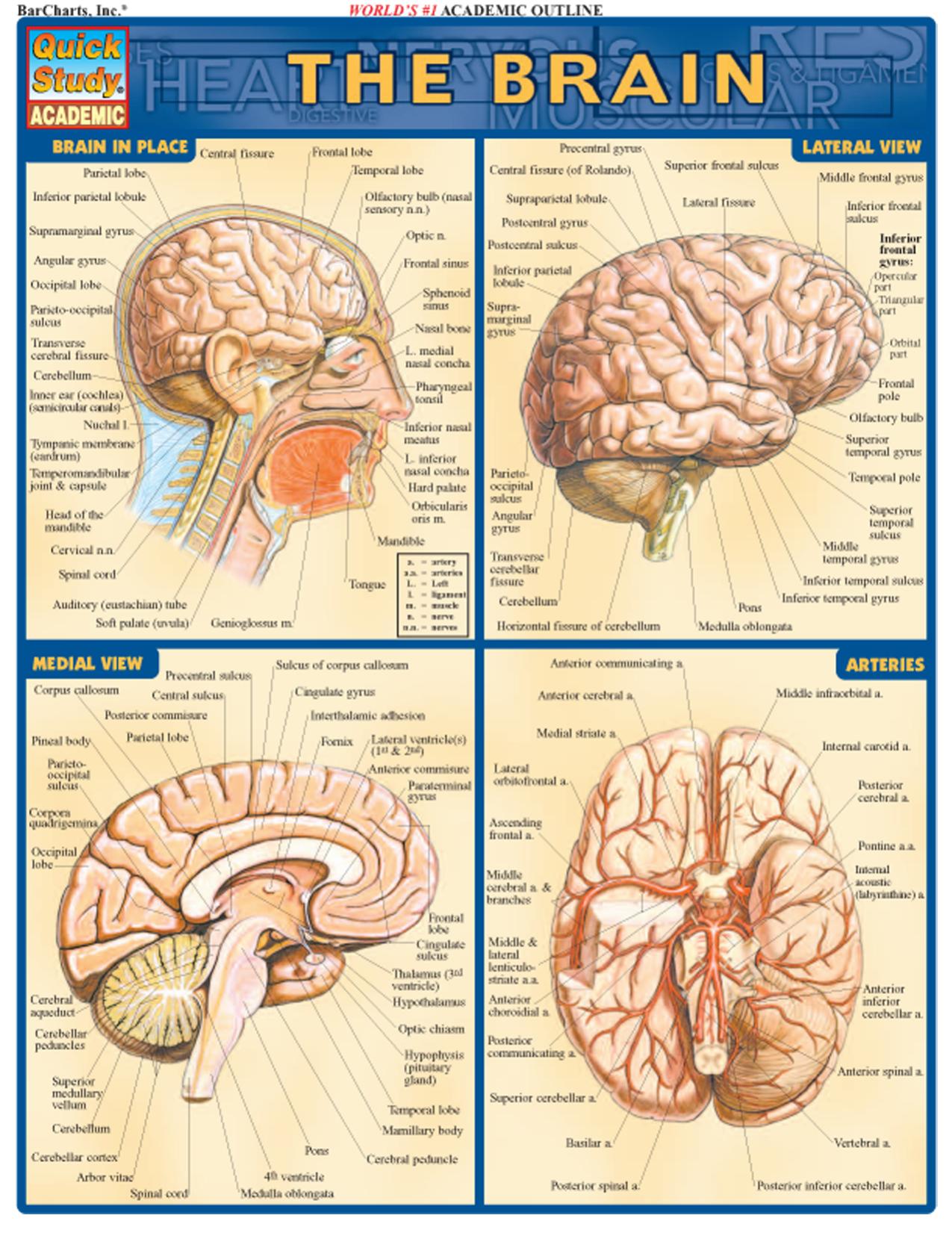 Brain by Inc. BarCharts by Perez V
