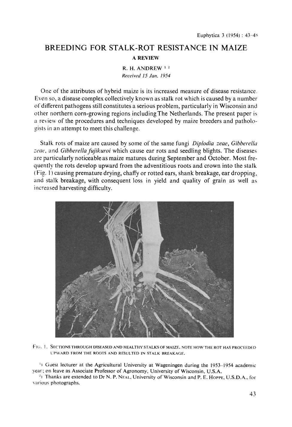 Breeding for stalk-rot resistance in maize by Unknown