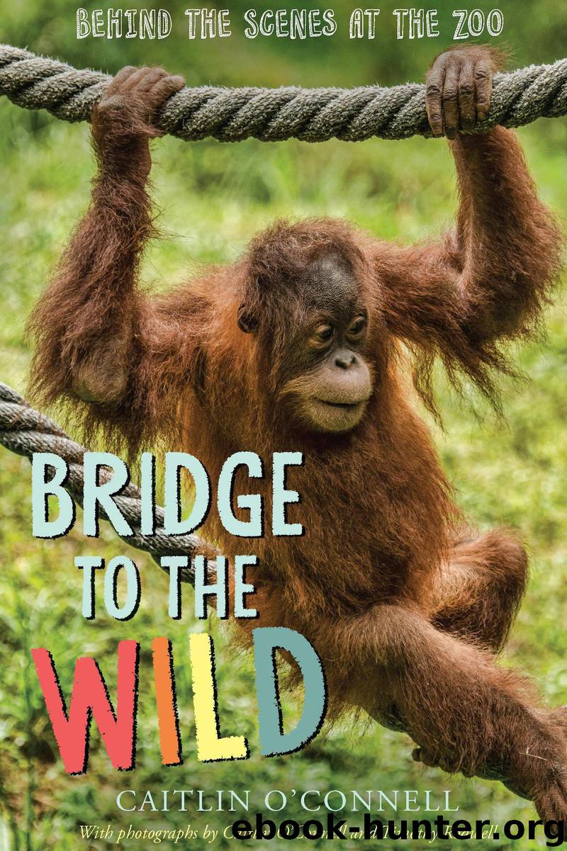 Bridge to the Wild by Caitlin O'Connell