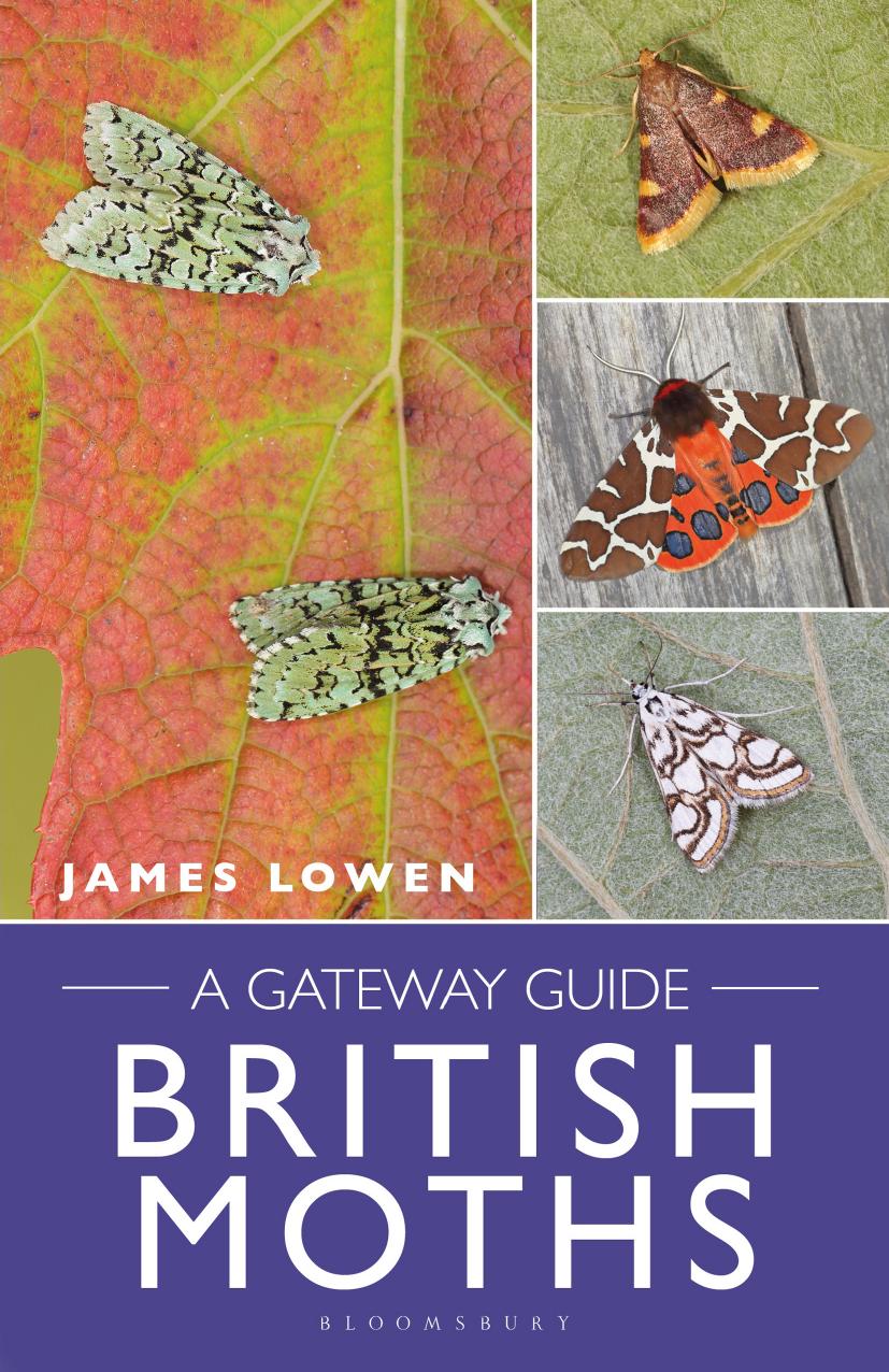 British Moths: A Gateway Guide by James Lowen