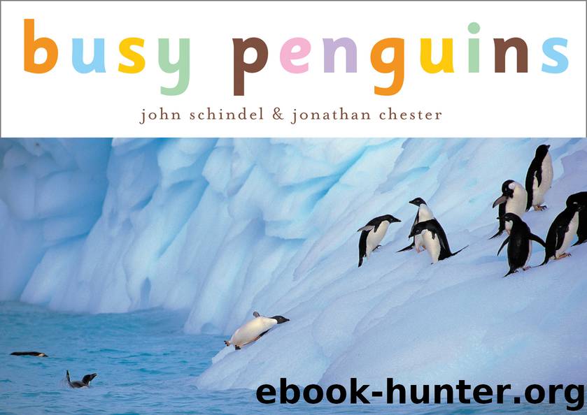 Busy Penguins by John Schindel