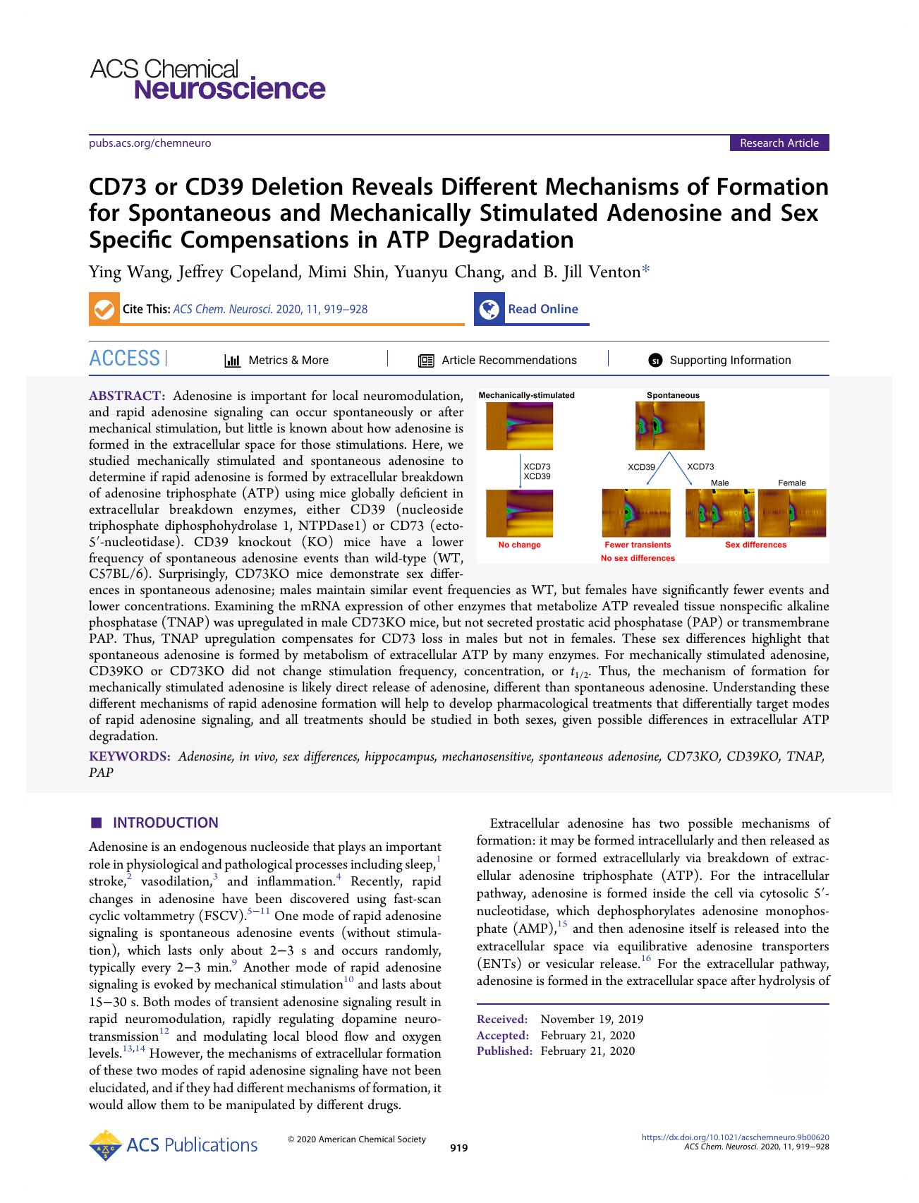 CD73 or CD39 Deletion Reveals Different Mechanisms of Formation for Spontaneous and Mechanically Stimulated Adenosine and Sex Specific Compensations in ATP Degradation by Ying Wang Jeffrey Copeland Mimi Shin Yuanyu Chang and B. Jill Venton