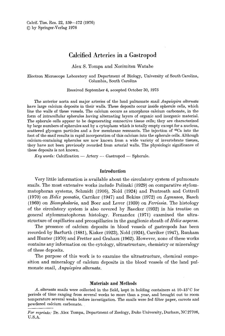 Calcified arteries in a gastropod by Unknown