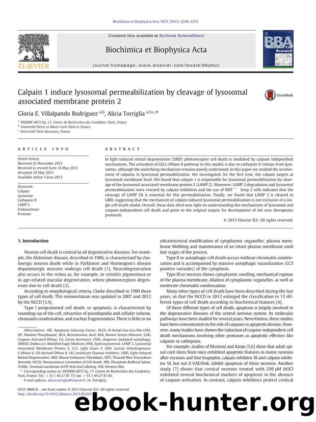 Calpain 1 induce lysosomal permeabilization by cleavage of lysosomal associated membrane protein 2 by Gloria E. Villalpando Rodriguez & Alicia Torriglia