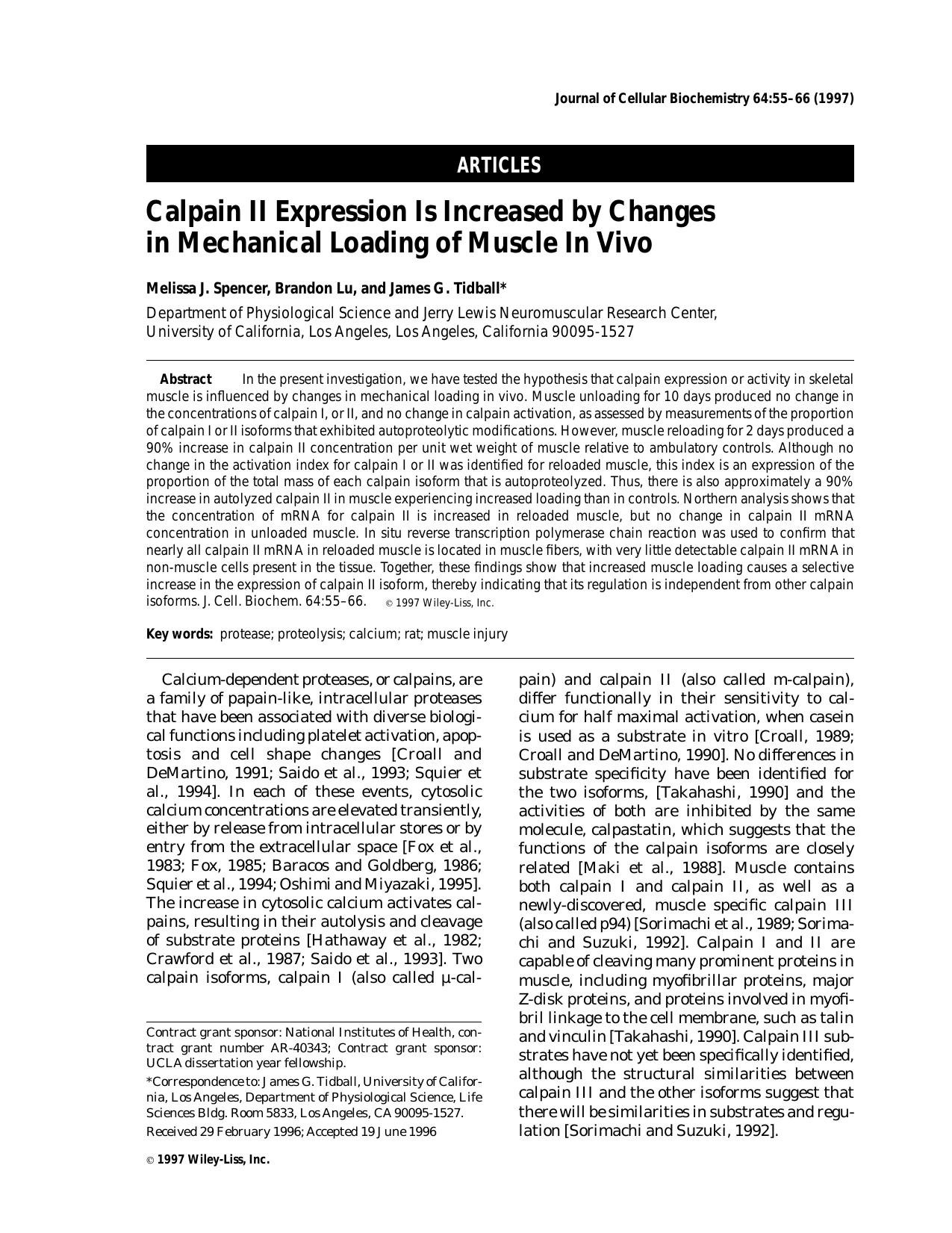 Calpain II expression is increased by changes in mechanical loading of muscle in vivo by Unknown
