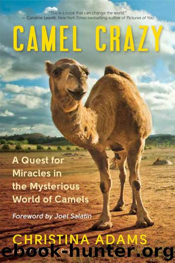 Camel Crazy by Christina Adams