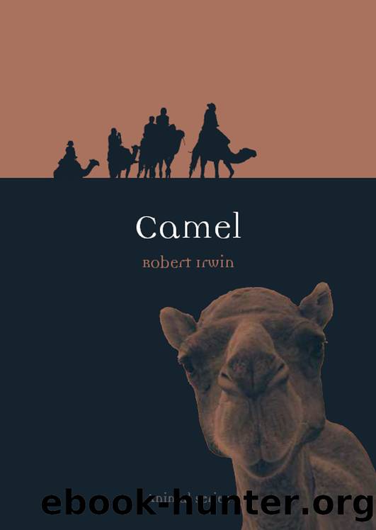 Camel by Robert Irwin