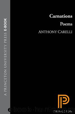 Carnations by Carelli Anthony