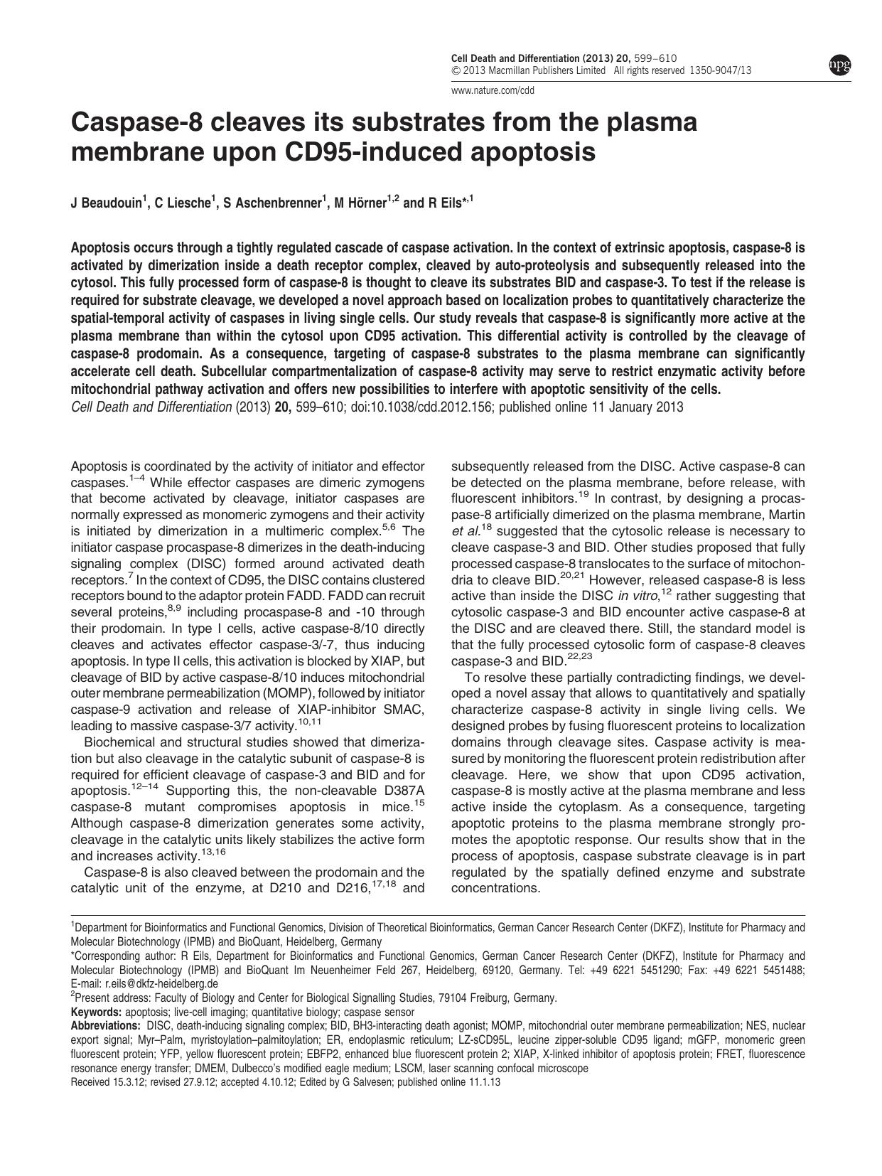 Caspase-8 cleaves its substrates from the plasma membrane upon CD95-induced apoptosis by J Beaudouin & C Liesche & S Aschenbrenner & M H&&ouml;rner & R Eils
