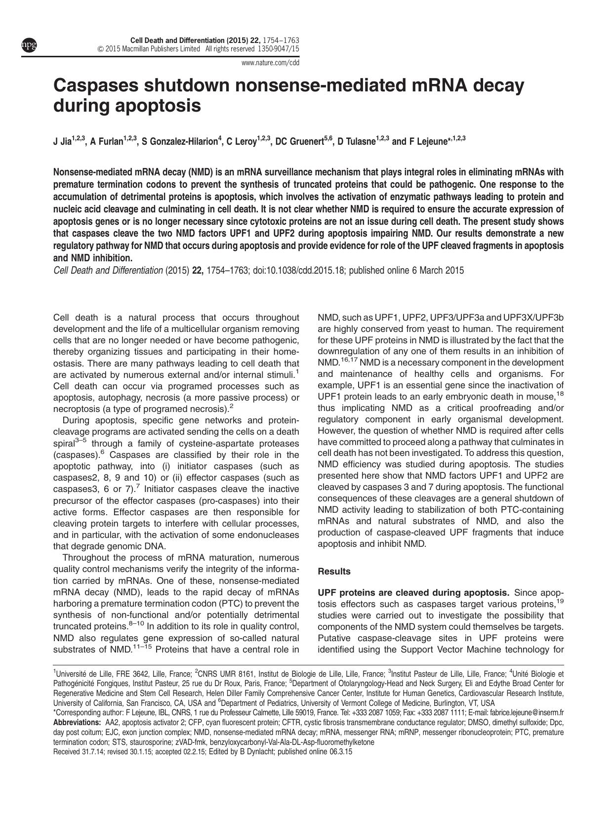 Caspases shutdown nonsense-mediated mRNA decay during apoptosis by J Jia & A Furlan & S Gonzalez-Hilarion & C Leroy & D C Gruenert & D Tulasne & F Lejeune &