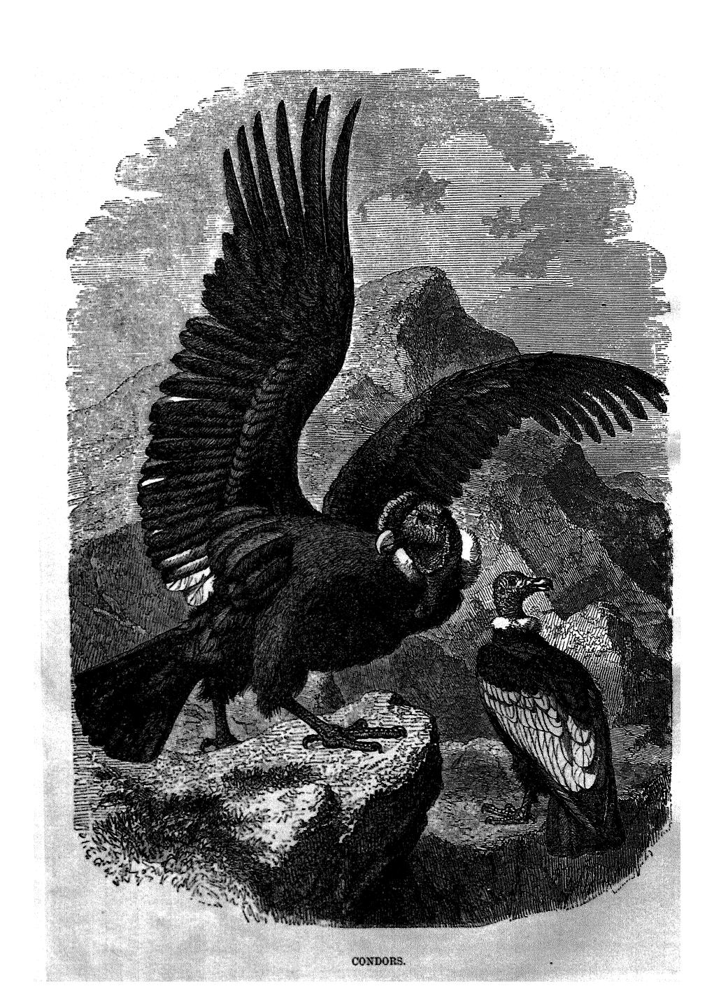 Cassell's popular natural history   birds. vol. 3 by 1878