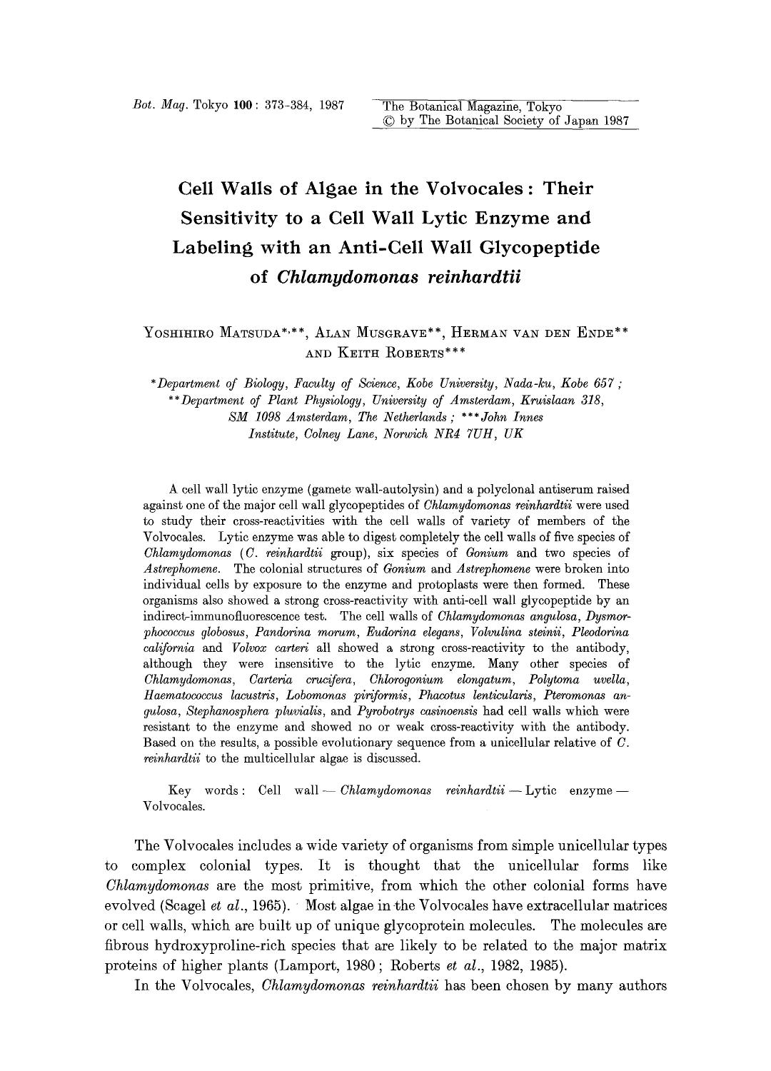 Cell walls of algae in the volvocales: Their sensitivity to a cell wall lytic enzyme and labeling with an anti-cell wall glycopeptide of <Emphasis Type="Italic">Chlamydomonas reinhardtii <Emphasis> by Unknown