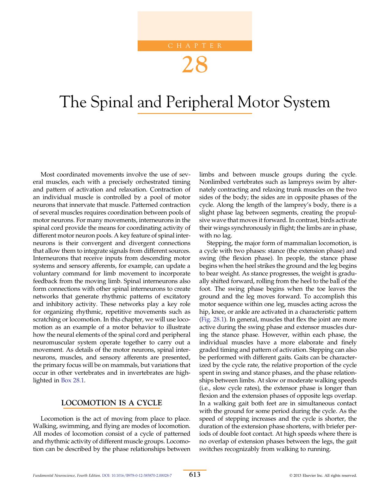 Chapter 28 - The Spinal and Peripheral Motor System by George Z. Mentis
