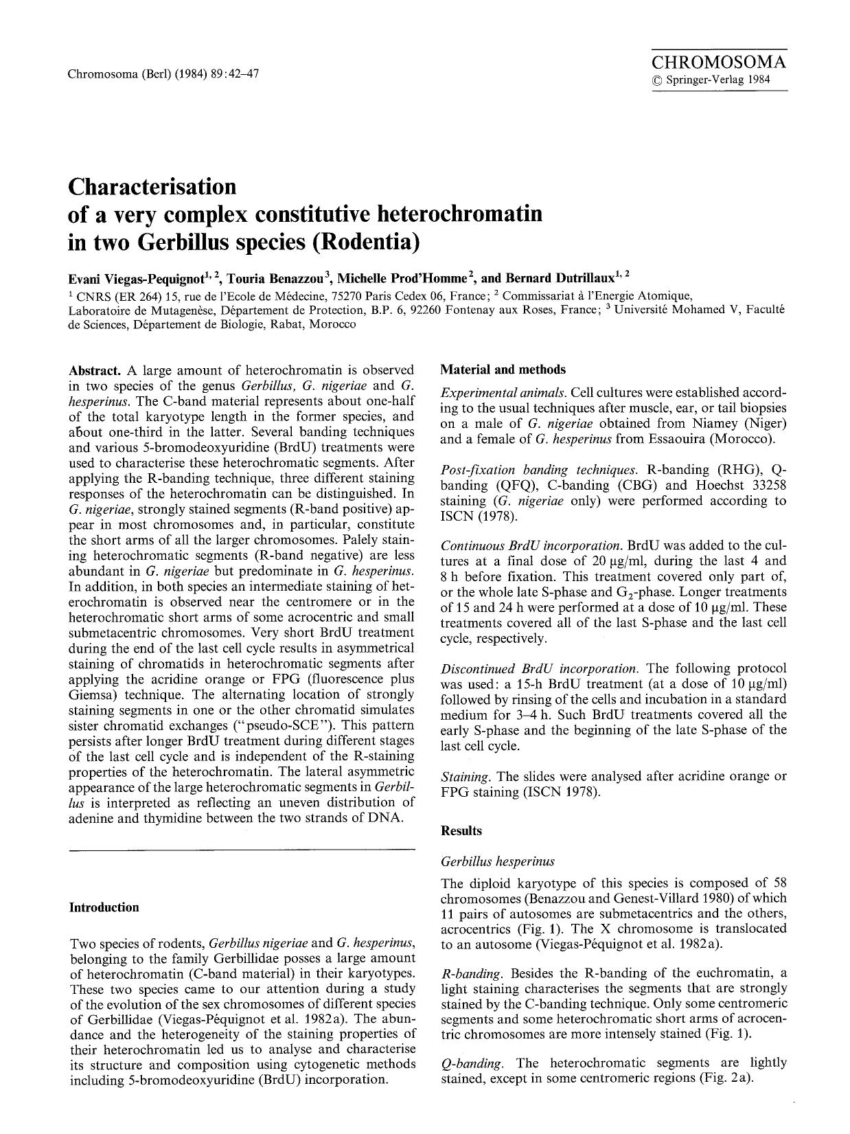 Characterisation of a very complex constitutive heterochromatin in two Gerbillus species (Rodentia) by Unknown