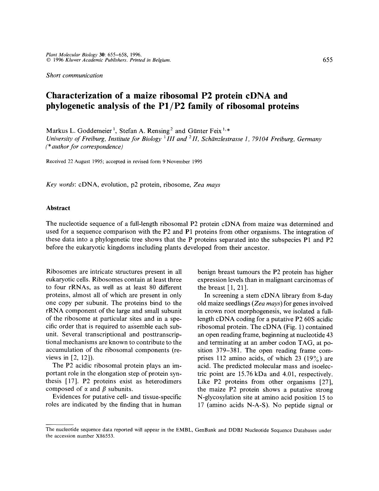 Characterization of a maize ribosomal P2 protein cDNA and phylogenetic analysis of the P1P2 family of ribosomal proteins by Unknown
