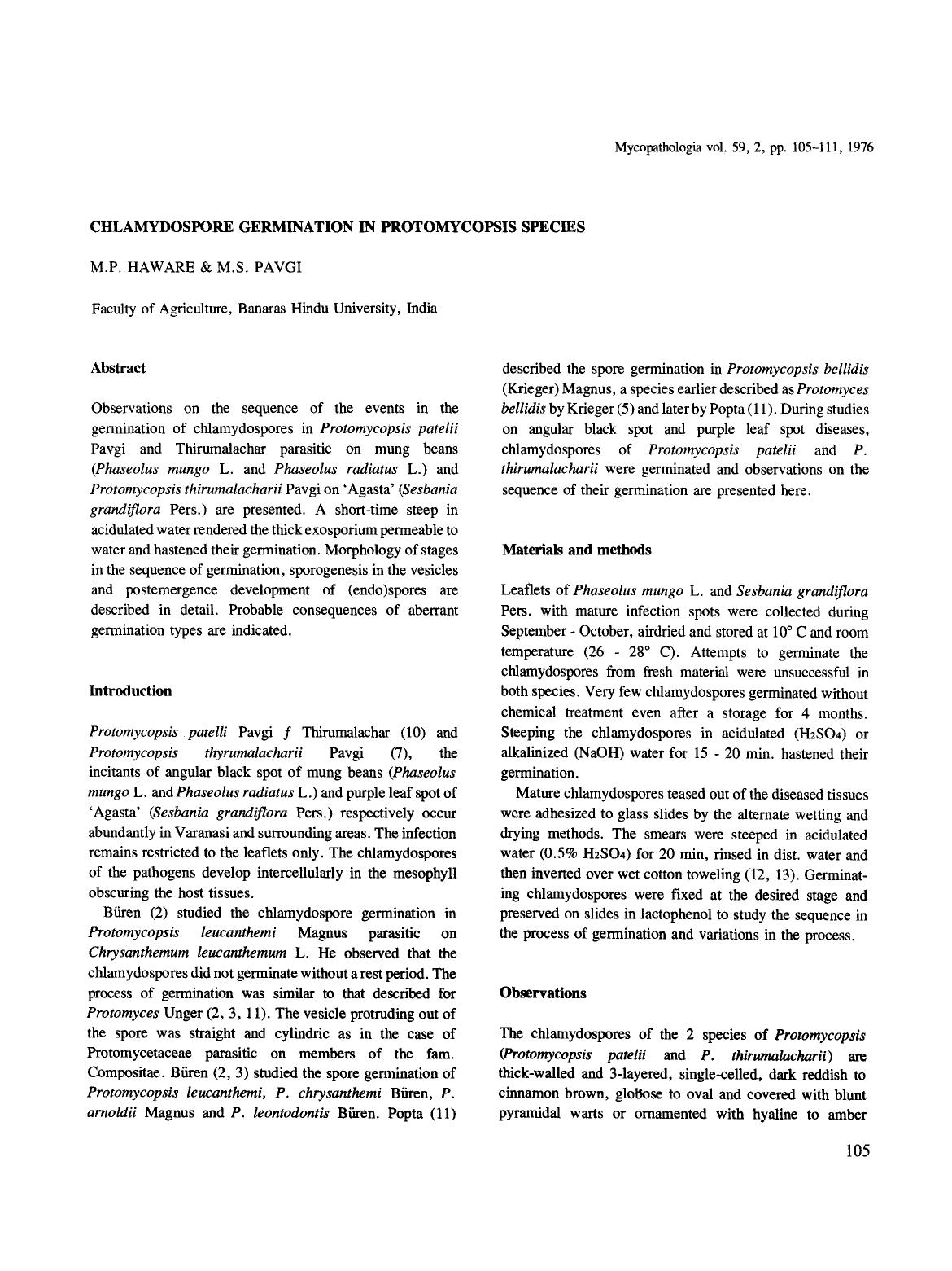 Chlamydospore germination in Protomycopsis species by Unknown