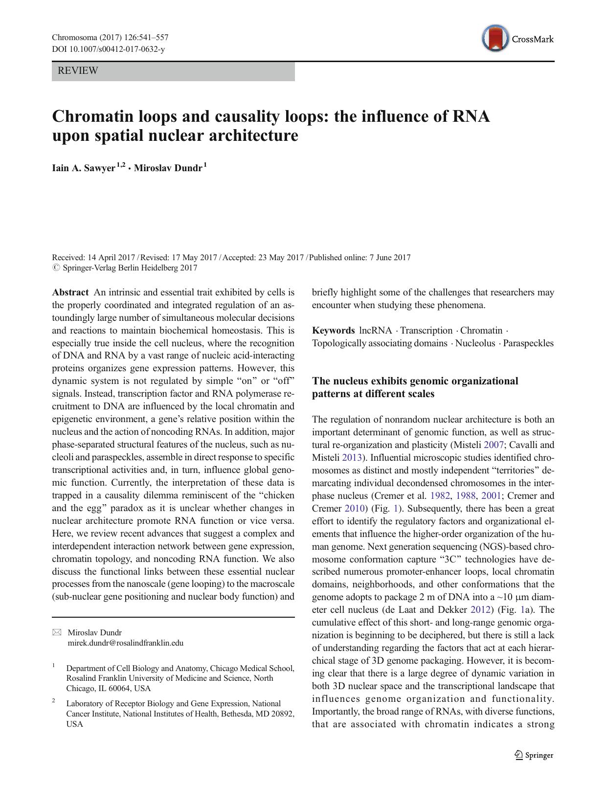 Chromatin loops and causality loops: the influence of RNA upon spatial nuclear architecture by Iain A. Sawyer & Miroslav Dundr