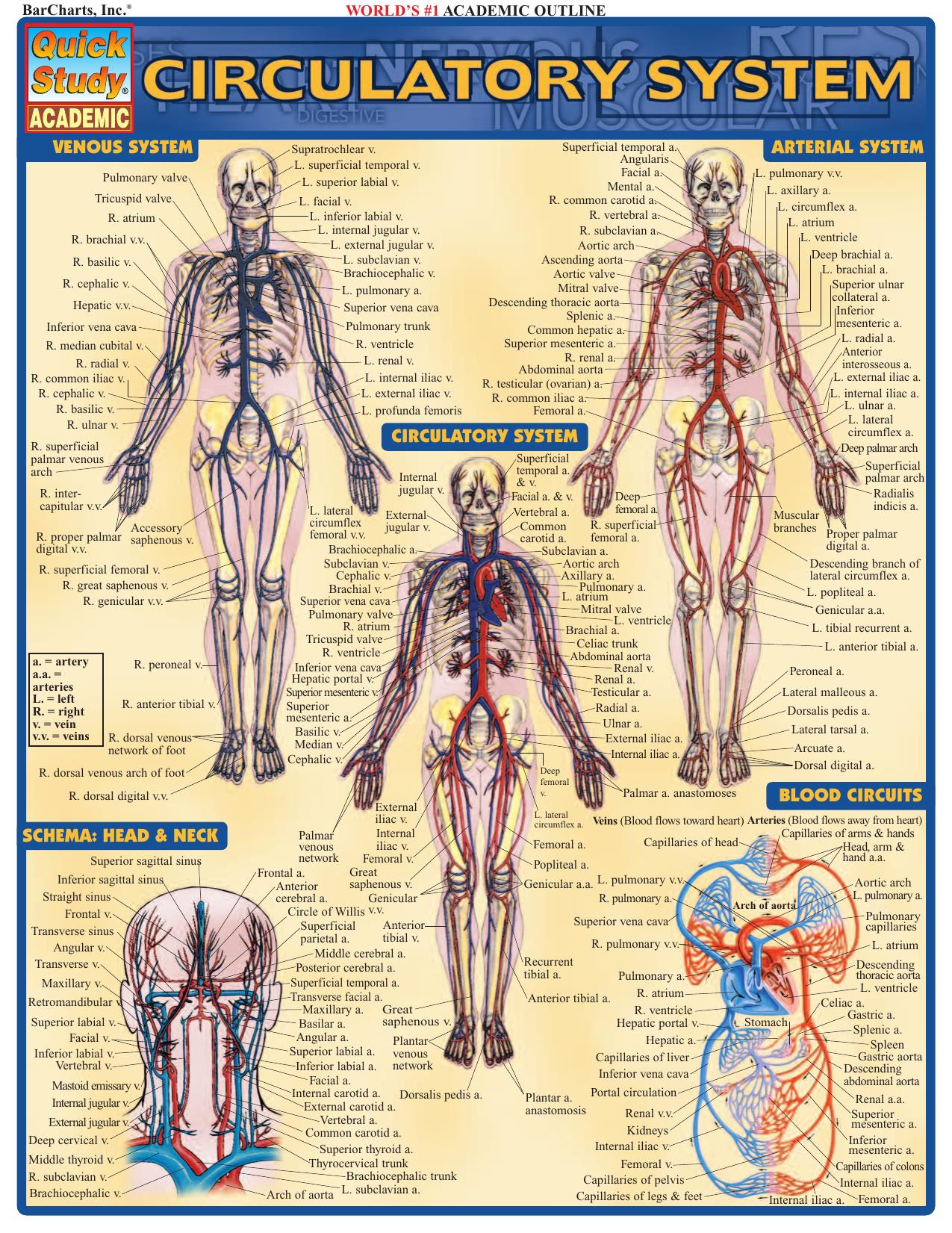 Circulatory System by Unknown