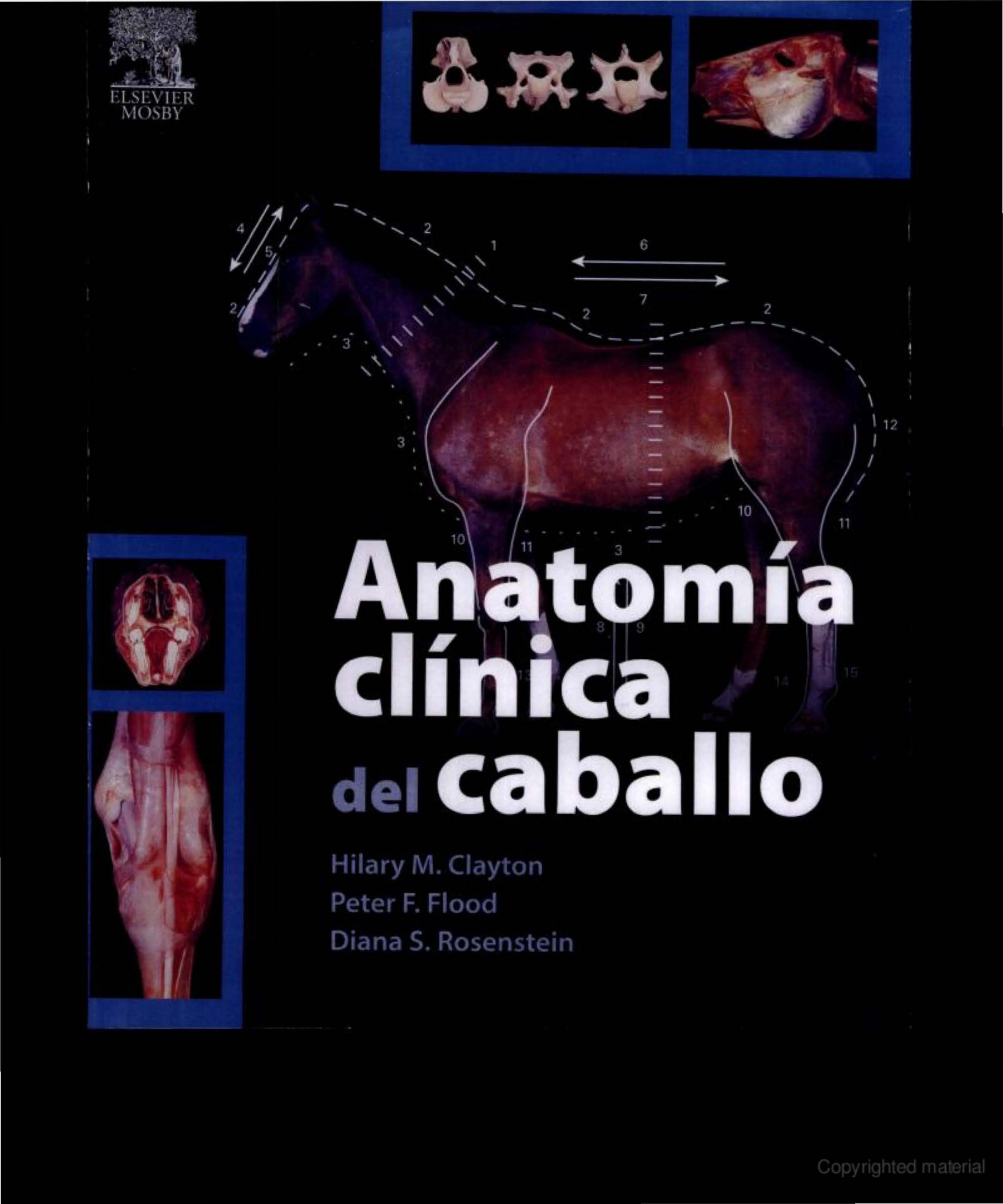 Clinical Anatomy of the Horse, 1e by Hillary M. Clayton Peter F. Flood Diana S. Rosenstein