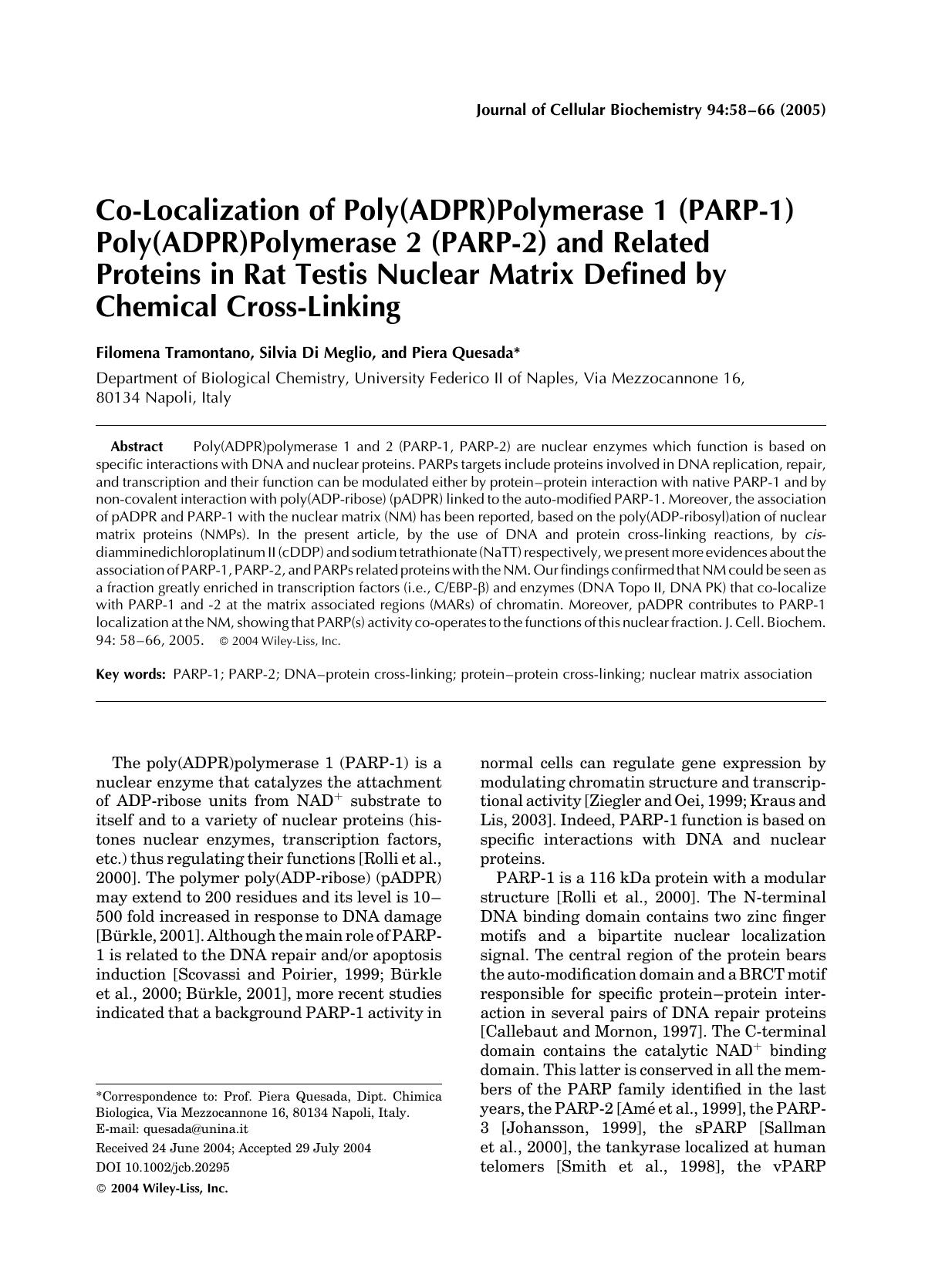 Co-localization of poly(ADPR)polymerase 1 (PARP-1) poly(ADPR)polymerase 2 (PARP-2) and related proteins in rat testis nuclear matrix defined by chemical cross-linking by Unknown