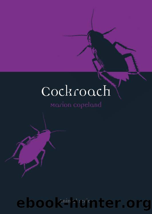 Cockroach by Marion Copeland