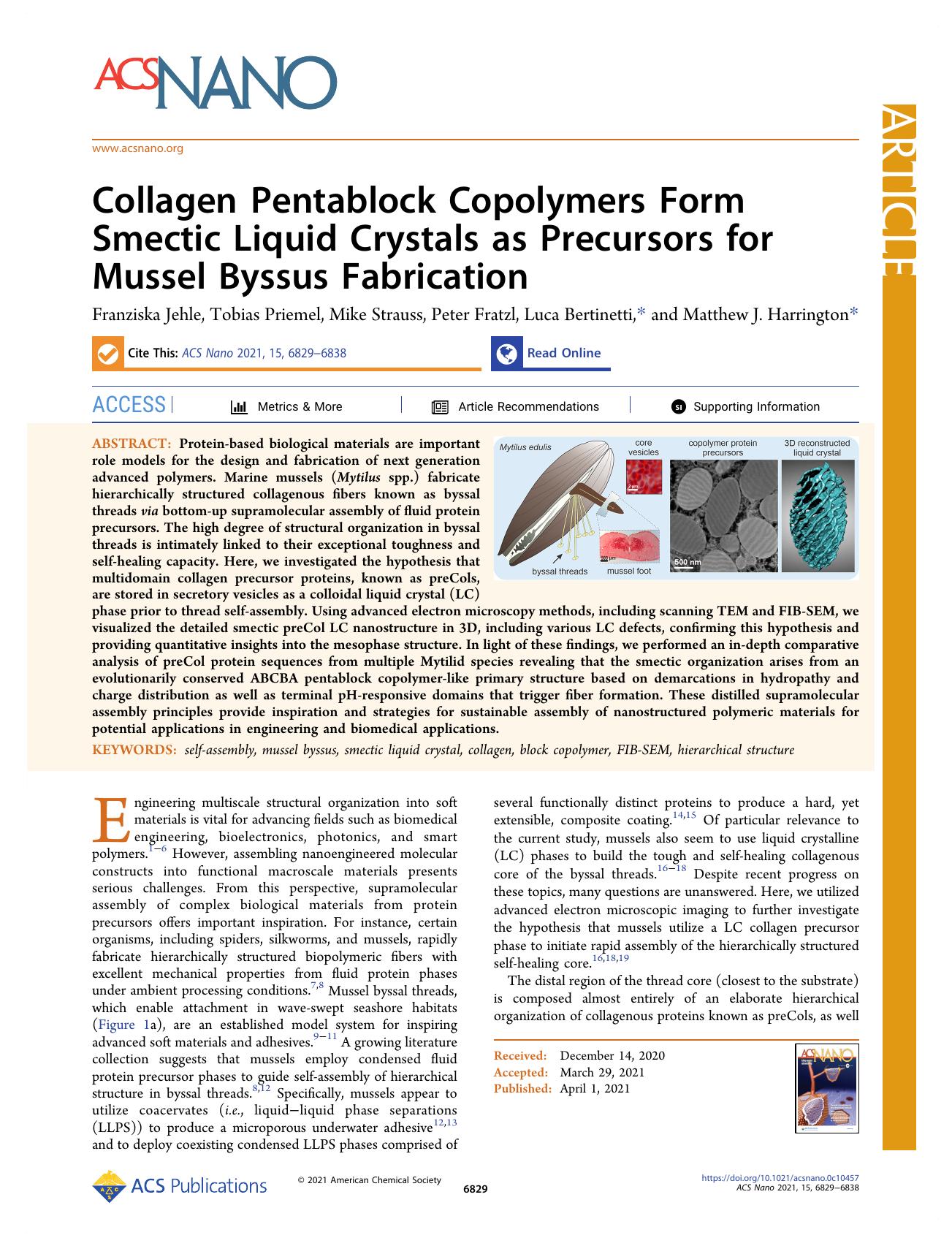 Collagen Pentablock Copolymers Form Smectic Liquid Crystals as Precursors for Mussel Byssus Fabrication by unknow