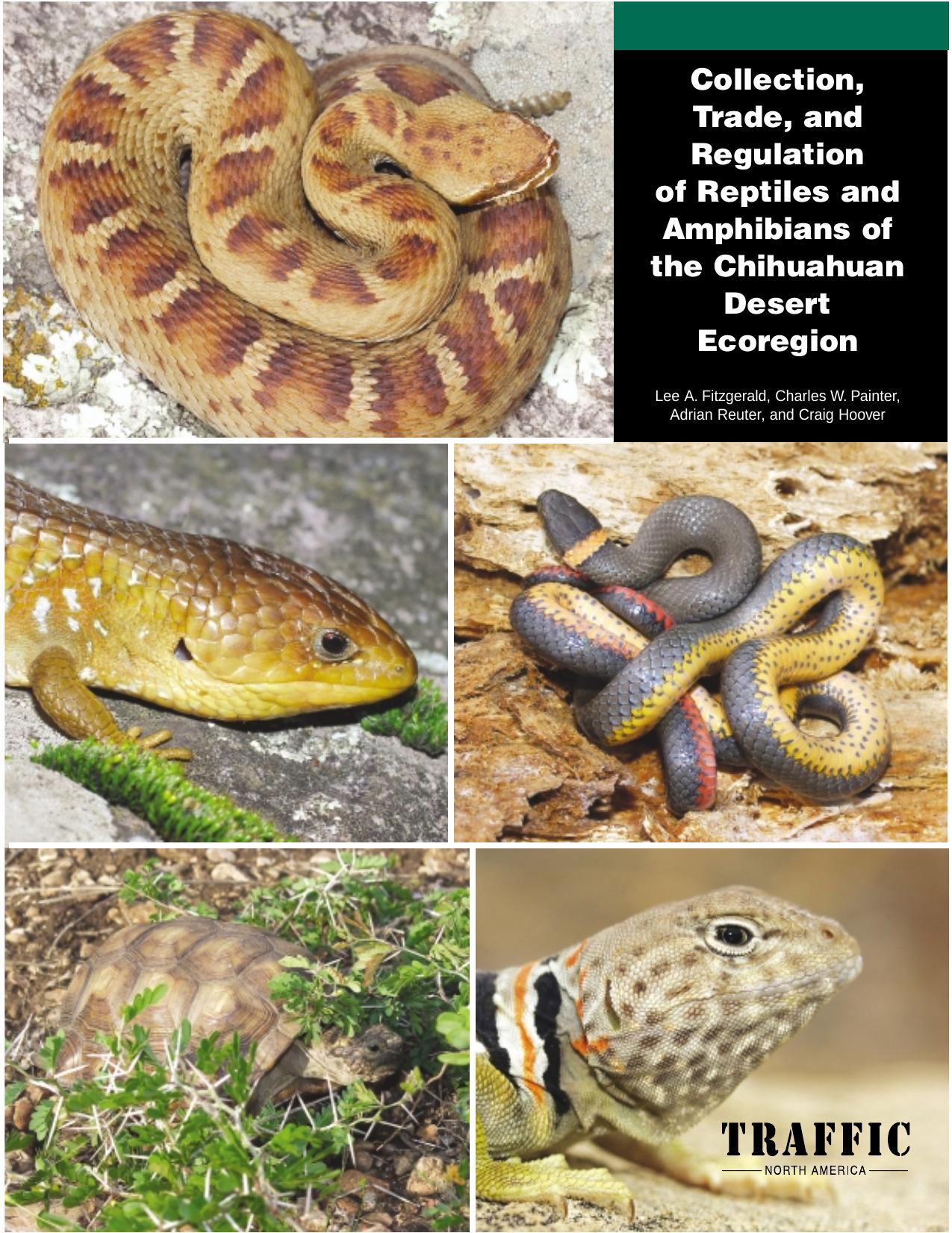 Collection, trade, and regulation of reptiles and amphibians of the chihuahuan desert ecoregion by Fitzgerald L. Painter C. Reuter A. Hoove C