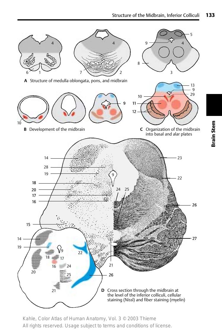 Color Atlas of Anatomy nervous 2 by W Kahle