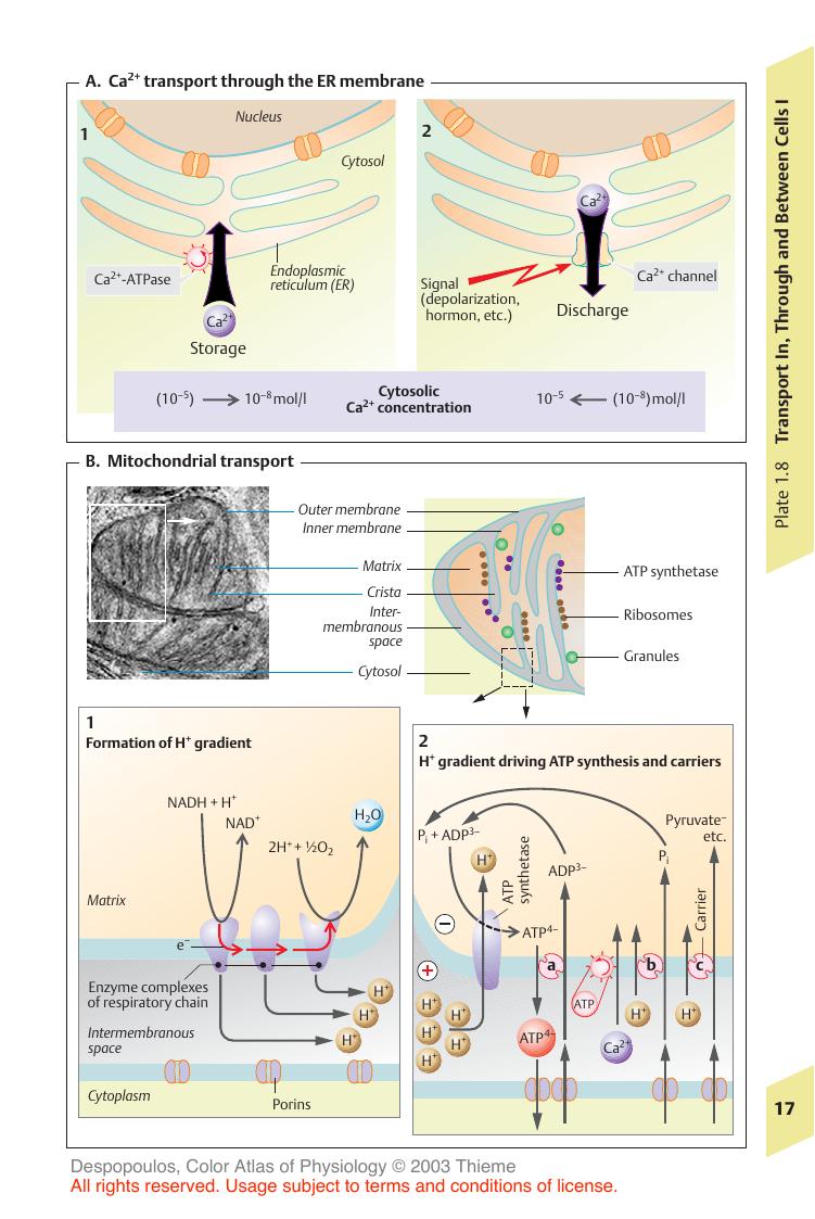 Color Atlas of Physiology 5th Ed. by A. Despopoulos