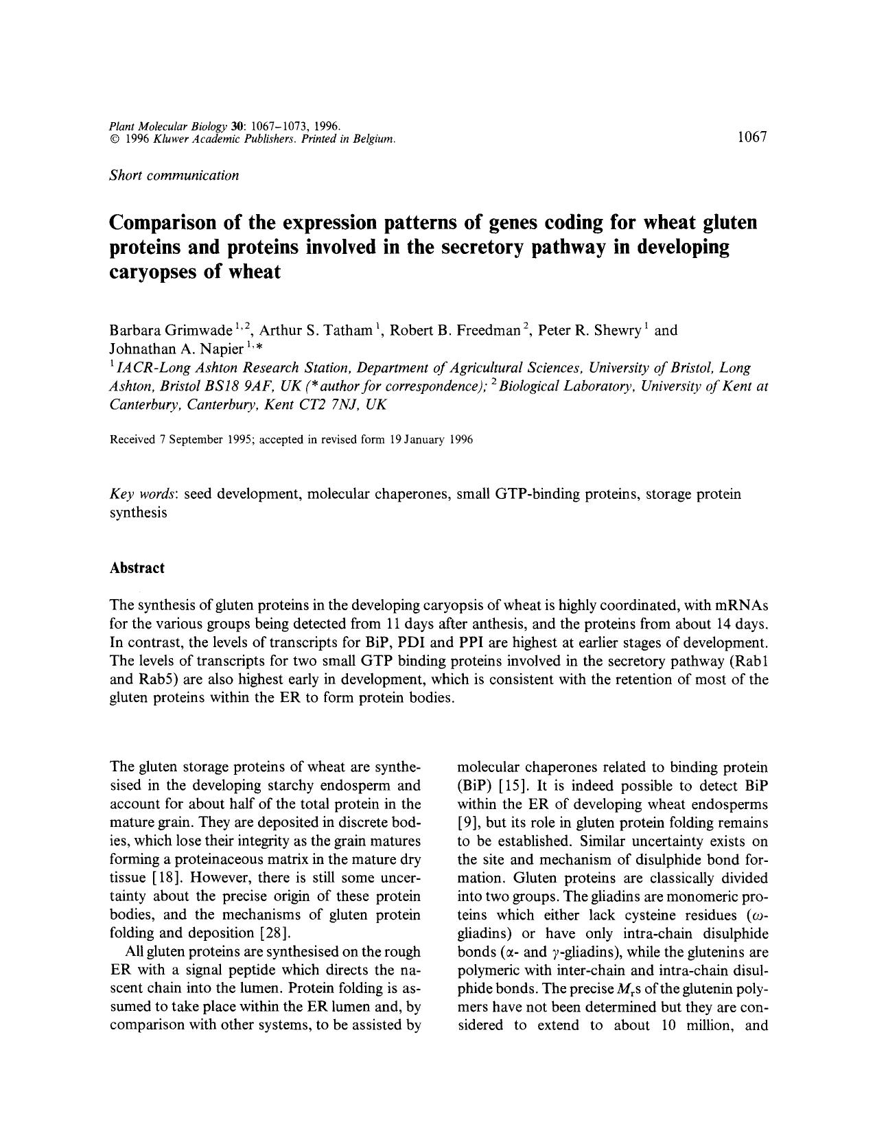 Comparison of the expression patterns of genes coding for wheat gluten proteins and proteins involved in the secretory pathway in developing caryopses of wheat by Unknown