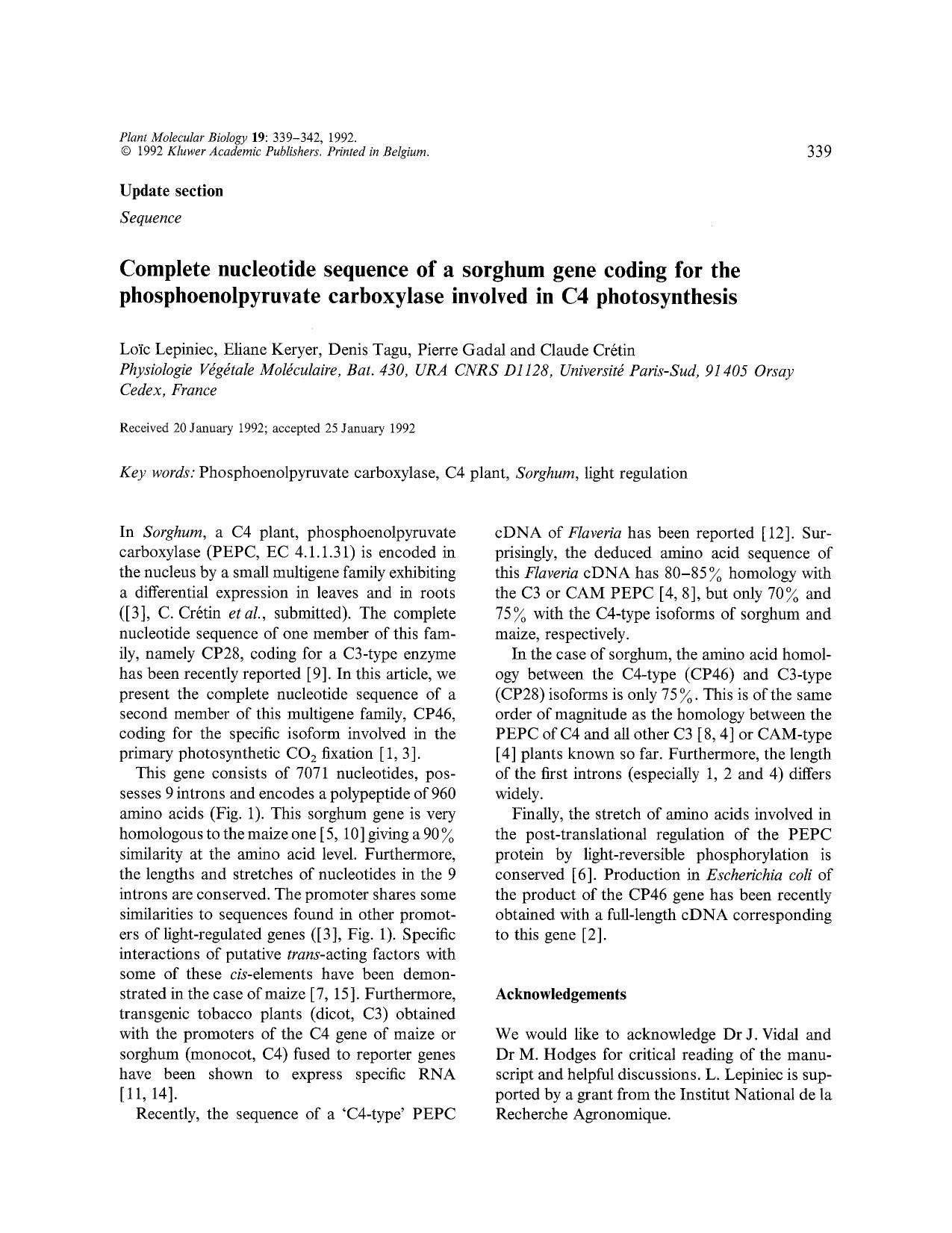 Complete nucleotide sequence of a sorghum gene coding for the phosphoenolpyruvate carboxylase involved in C4 photosynthesis by Unknown