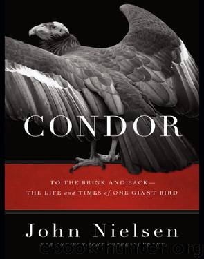 Condor by John Nielsen