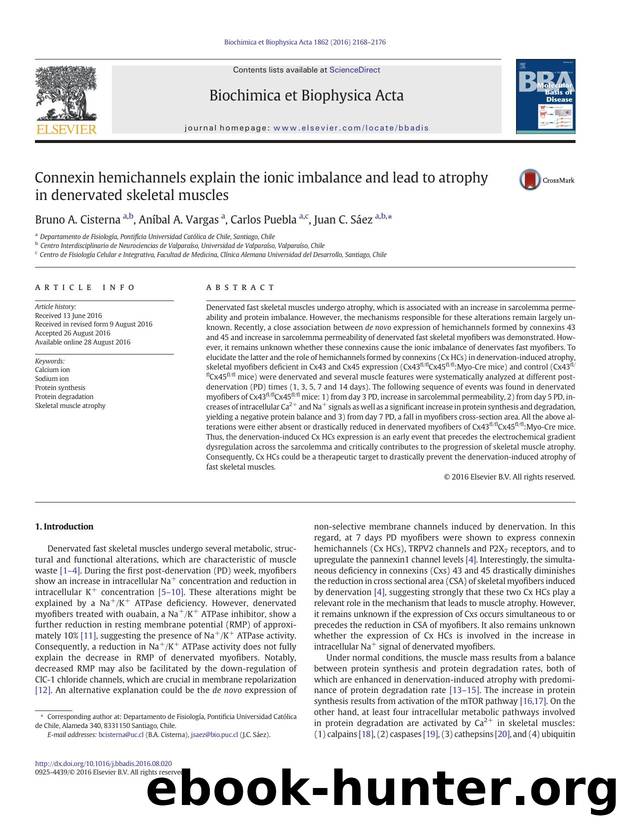 Connexin hemichannels explain the ionic imbalance and lead to atrophy in denervated skeletal muscles by Bruno A. Cisterna & Aníbal A. Vargas & Carlos Puebla & Juan C. Sáez