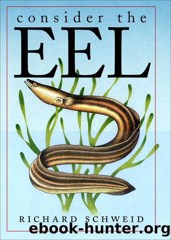 Consider the Eel by Richard Schweid