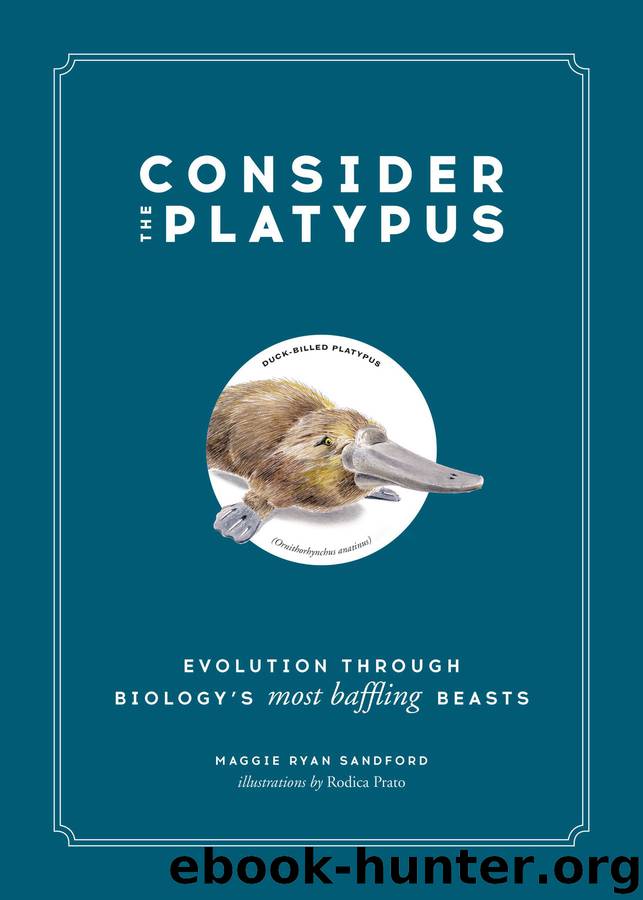 Consider the Platypus by Maggie Ryan Sandford & Rodica Prato