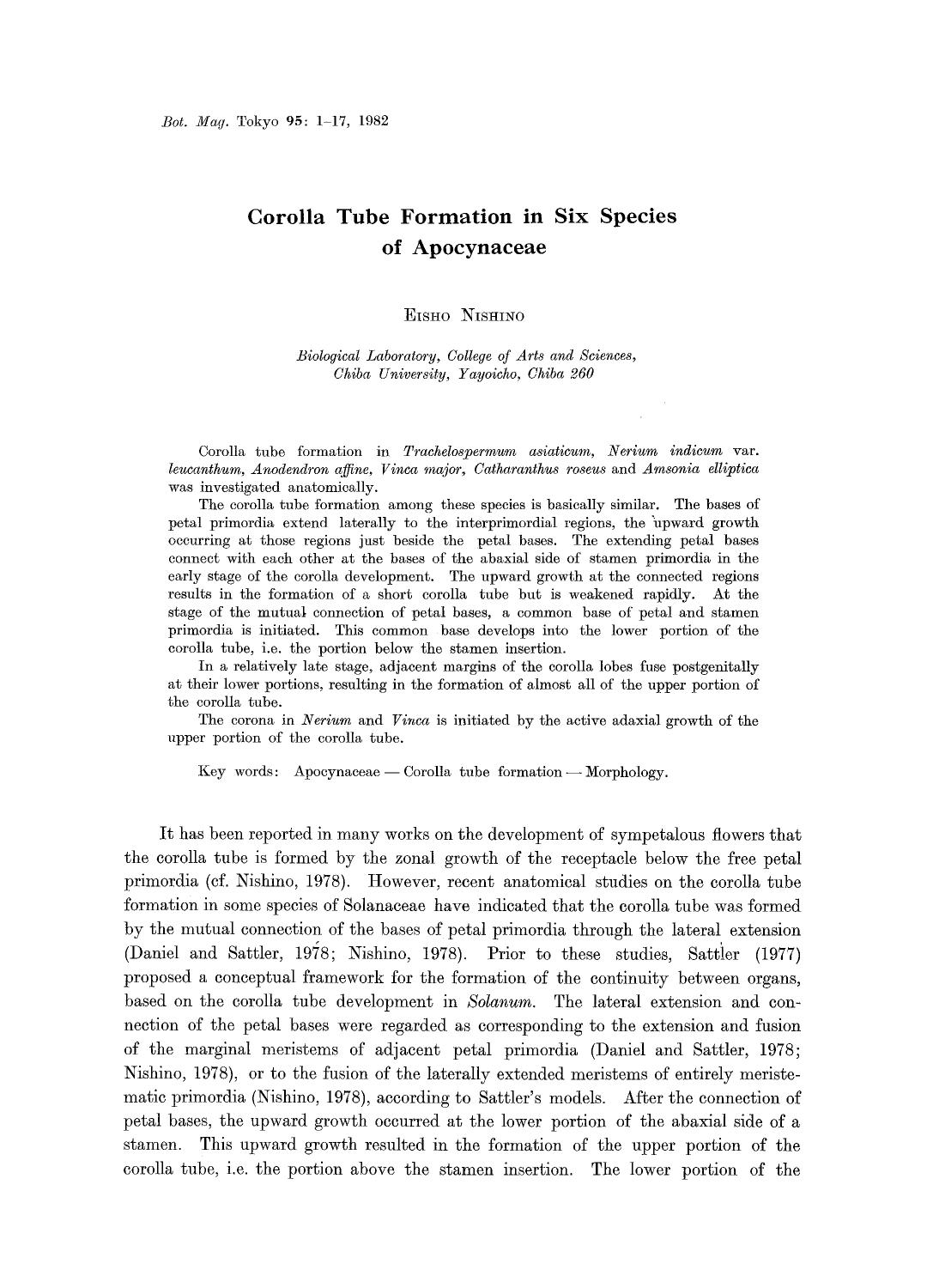 Corolla tube formation in six species of apocynaceae by Unknown