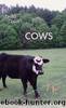 Cows by Lydia Davis