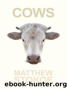 Cows by Matthew Stokoe & Dennis Cooper