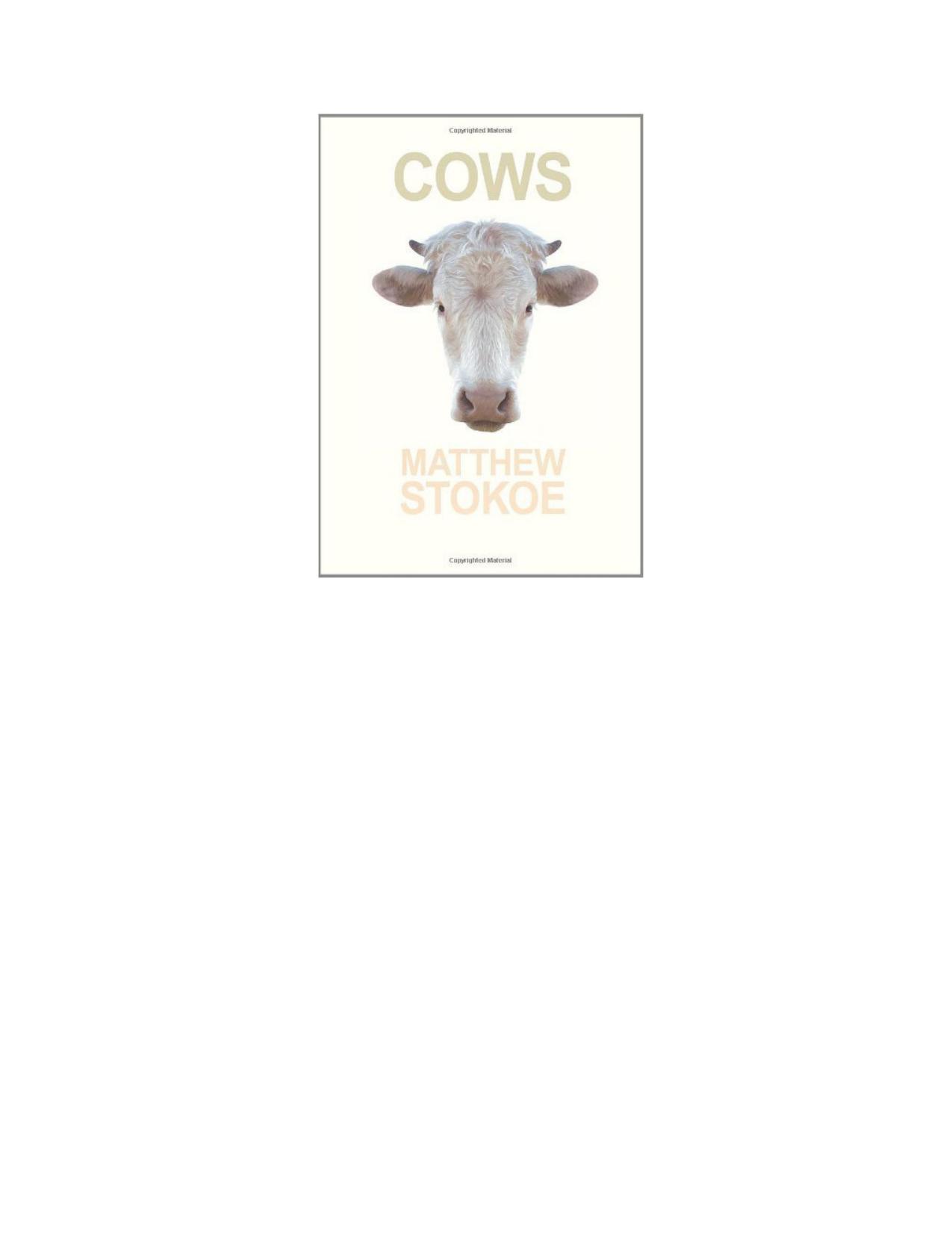 Cows by Stokoe Matthew