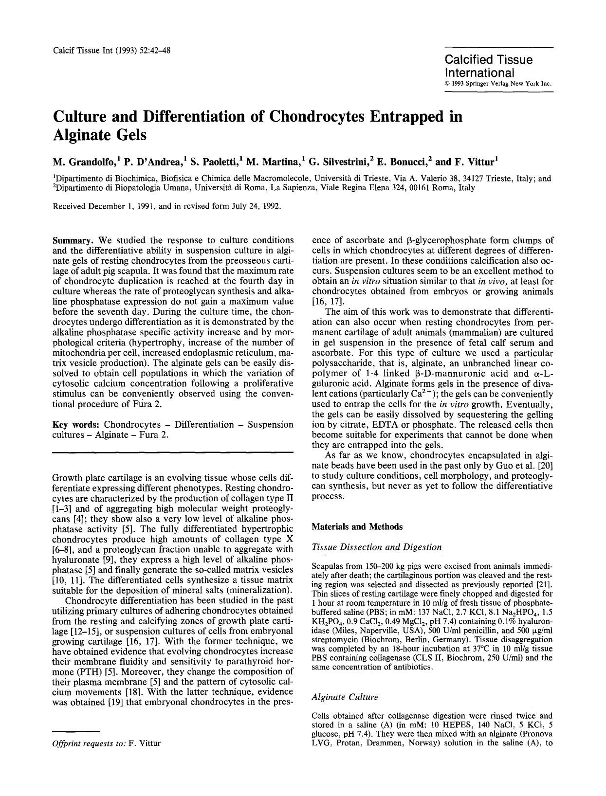 Culture and differentiation of chondrocytes entrapped in alginate gels by Unknown