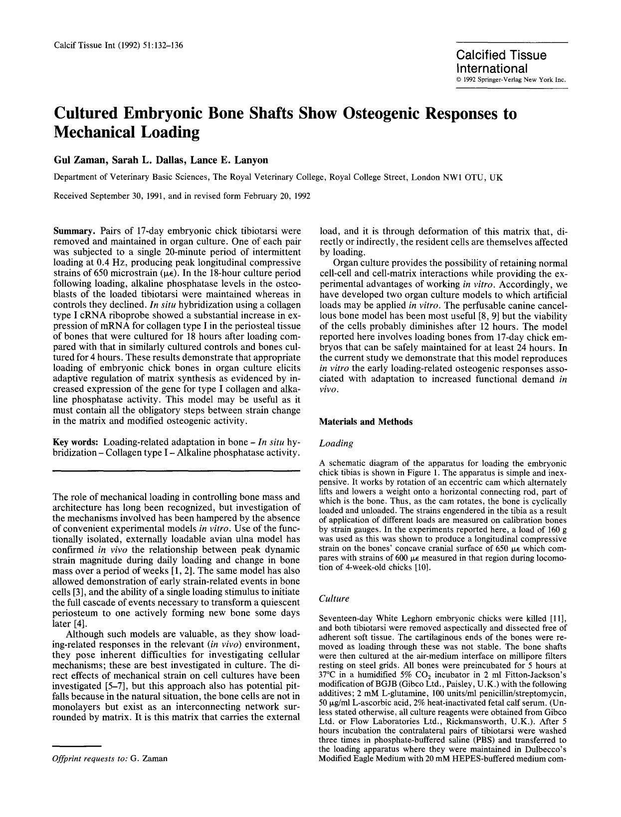 Cultured embryonic bone shafts show osteogenic responses to mechanical loading by Unknown
