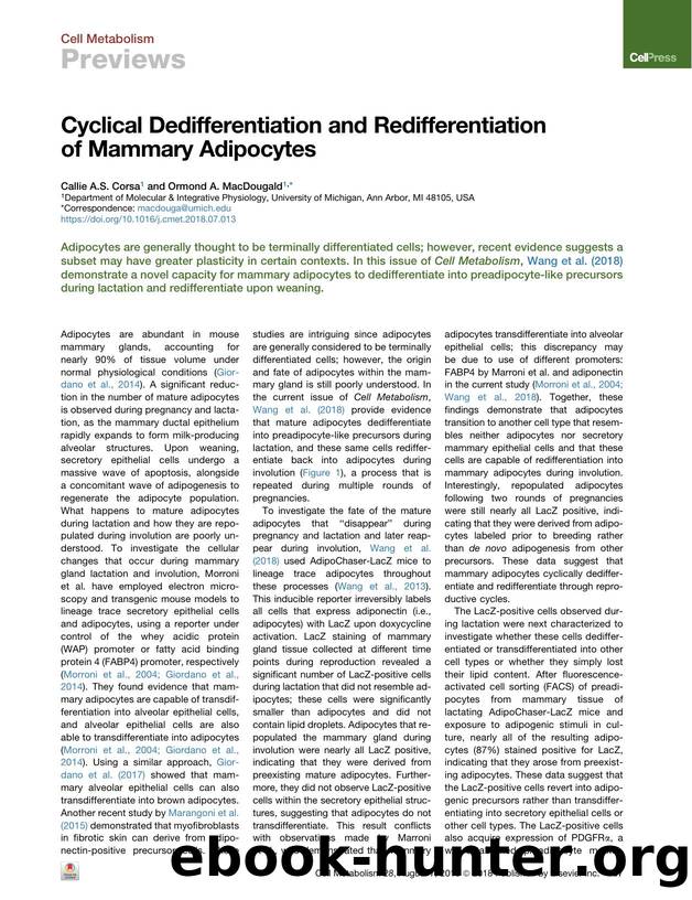 Cyclical Dedifferentiation and Redifferentiation of Mammary Adipocytes by Callie A.S. Corsa & Ormond A. MacDougald