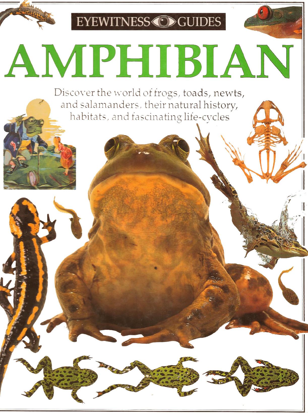 DK Eyewitness Guides - Amphibian by Barry Clarke
