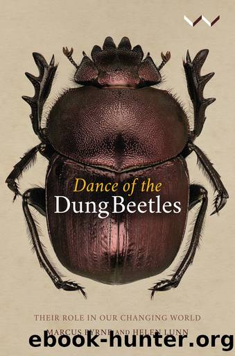 Dance of the Dung Beetles by Marcus Byrne;Helen Lunn;
